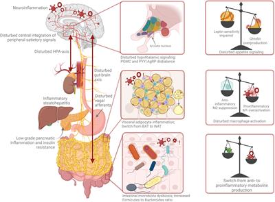 Acupuncture as multi-targeted therapy for the multifactorial disease obesity: a complex neuro-endocrine-immune interplay